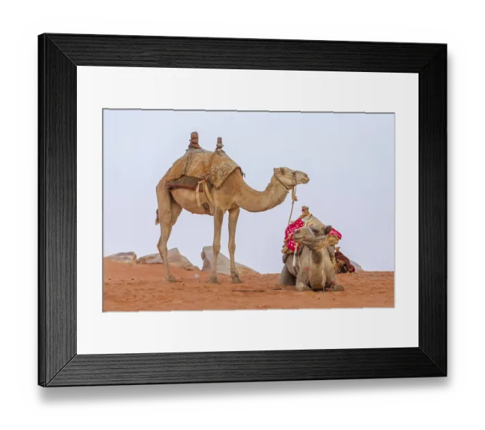 Framed Print : Two Camels with saddle resting in Jordan desert Wadi Rum