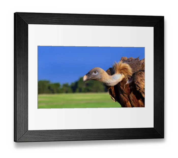 Framed Print : Eurasian Griffon Vulture, Gyps fulvus Framed Print : Eurasian Griffon Vulture, Gyps fulvus