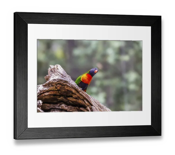 Framed Print : Lori parrot - small, brightly colored in all colors of the rainbow