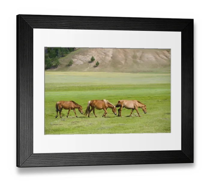 Framed Print : Three pacing horses grazing at green pasture Framed Print : Three pacing horses grazing at green pasture