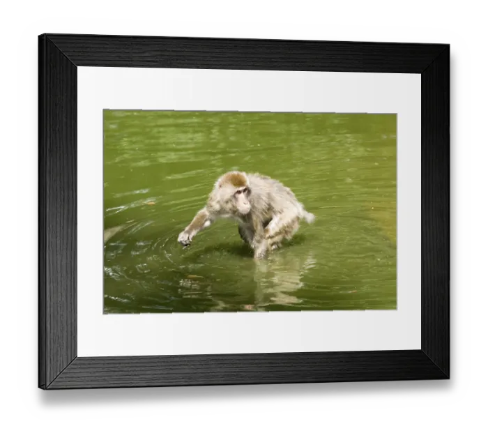 Framed Print : Monkey in the water