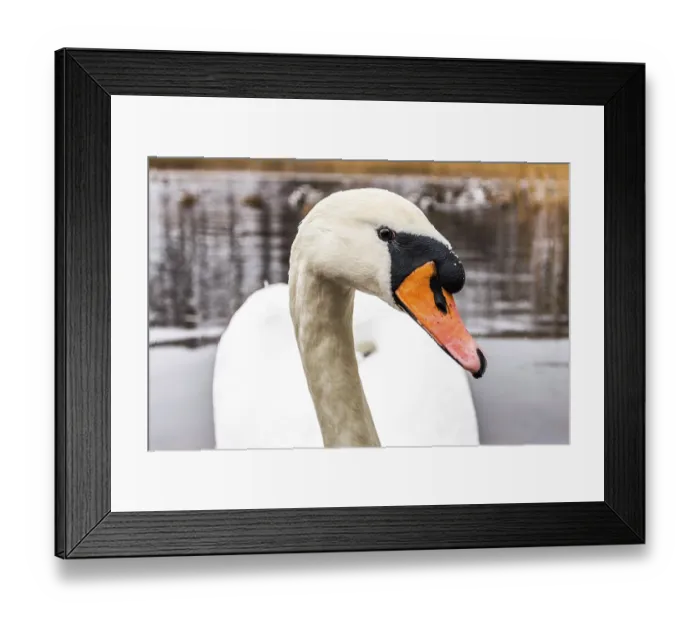 Framed Print : Swan