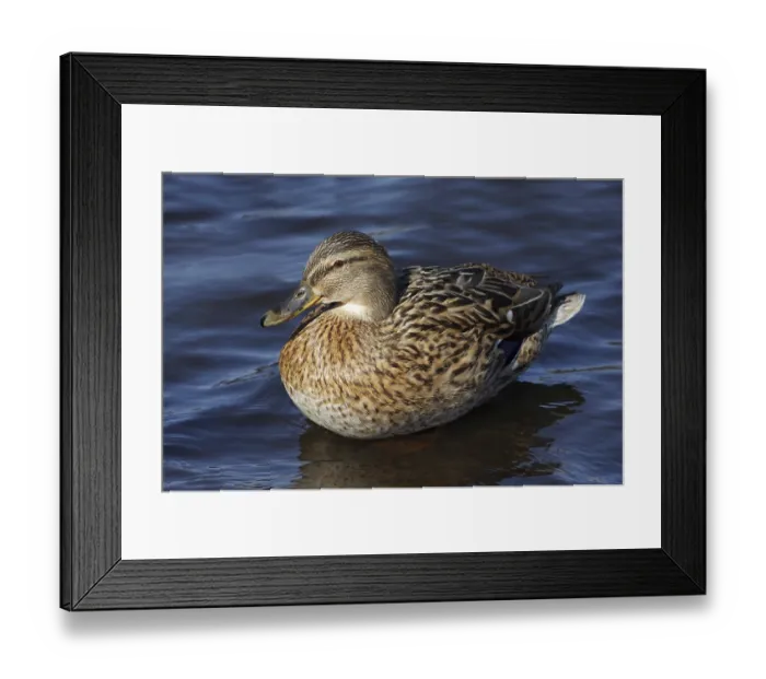 Framed Print : Grey duck on the pond Framed Print : Grey duck on the pond