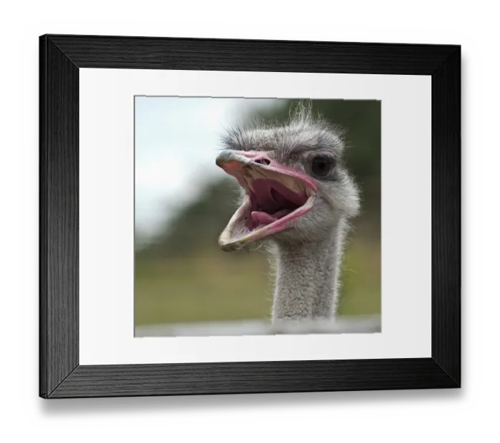 Framed Print : Funny portrait of the common ostrich (Struthio camelus)