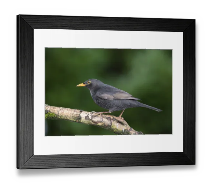 Framed Print : Common blackbird on birch tree