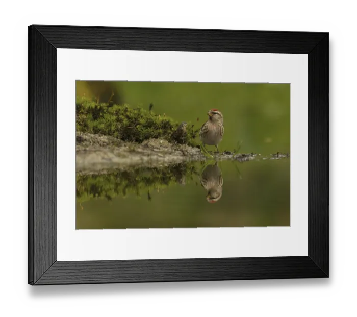 Framed Print : Redpoll (Acanthis flammea)