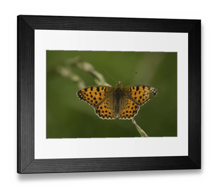Framed Print : Small Pearl-bordered Fritillary (Issoria lathonia) Framed Print : Small Pearl-bordered Fritillary (Issoria lathonia)