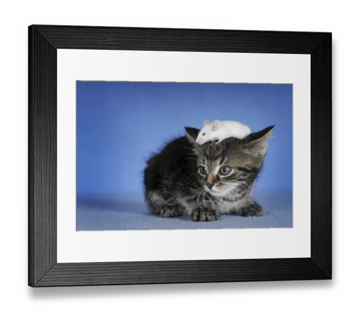 Framed Print : Kitten, mackerel and white coloured fancy mouse