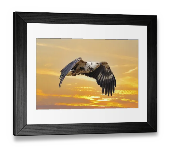 Framed Print : African fish eagle (Pandion haliaetus)