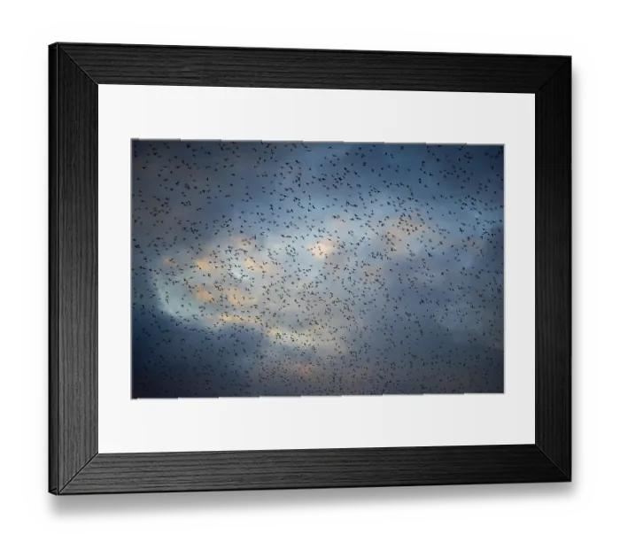 Framed Print : Starlings (Sturnus vulgaris) gather in huge flocks at dusk