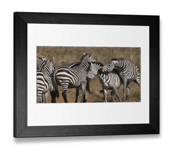 Framed Print : Grant's Zebra (equus burchelli) boehmi Framed Print : Grant's Zebra (equus burchelli) boehmi