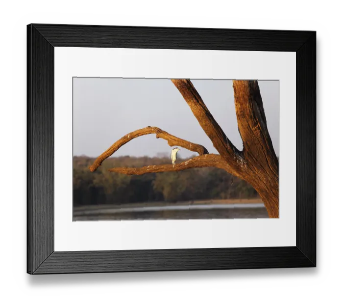 Framed Print : Night heron (Nycticorax nycticorax) on skeleton tree in the reservoir
