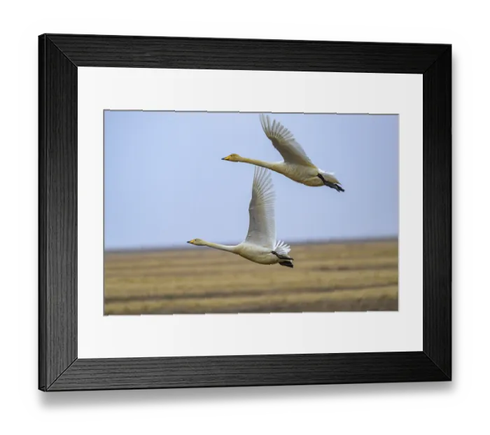 Framed Print : Whooper Swan (Cygnus cygnus) in flight