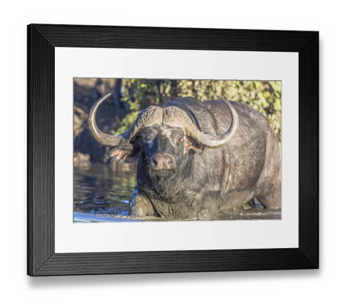 Framed Print : Cape buffalo (Syncerus caffer) in water Framed Print : Cape buffalo (Syncerus caffer) in water