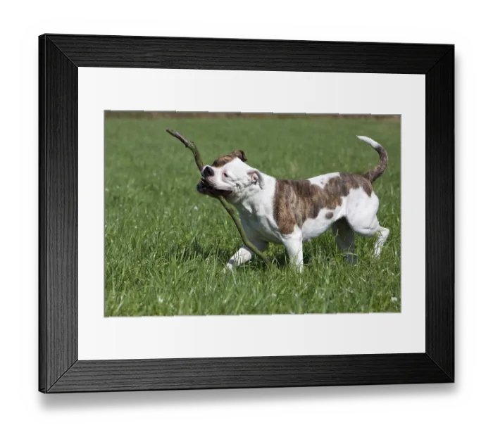 Framed Print : American Bulldog
