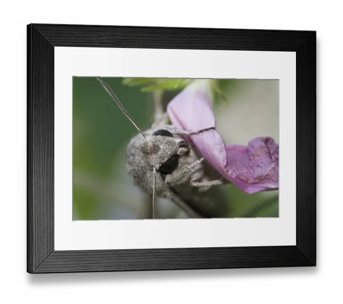 Framed Print : Moth, Cannes, Alpes Maritimes, France, Europe