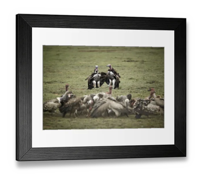Framed Print : Lappet-faced Vultures (Aegypius tracheliotus) Framed Print : Lappet-faced Vultures (Aegypius tracheliotus)