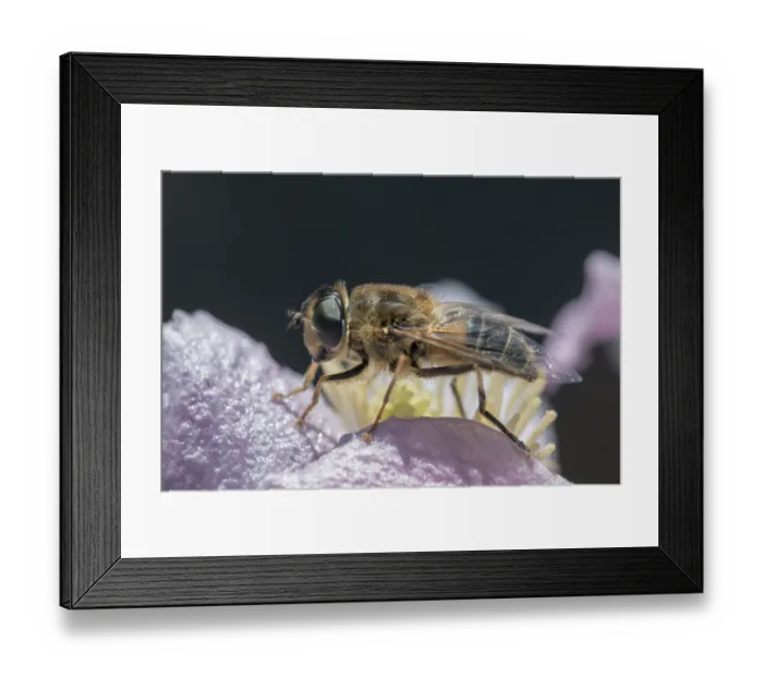 Framed Print : Tapered Dronefly (Eristalis pertinax) on a flower