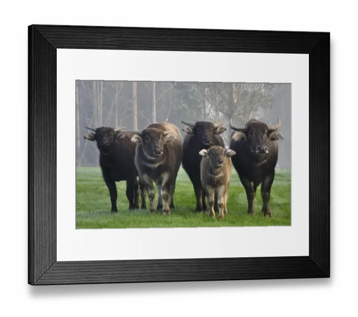 Framed Print : Family of swamp buffalo, Bubalus bubalis
