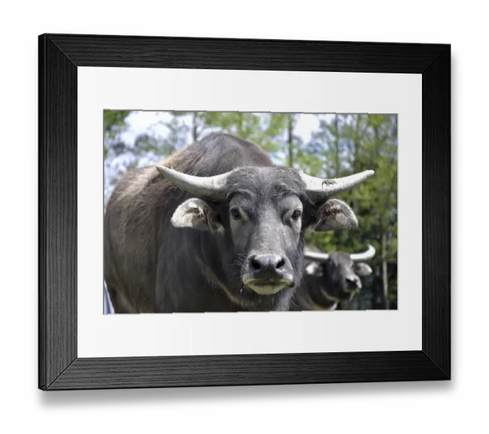 Framed Print : Portrait of swamp buffalo, Bubalus bubalis Framed Print : Portrait of swamp buffalo, Bubalus bubalis