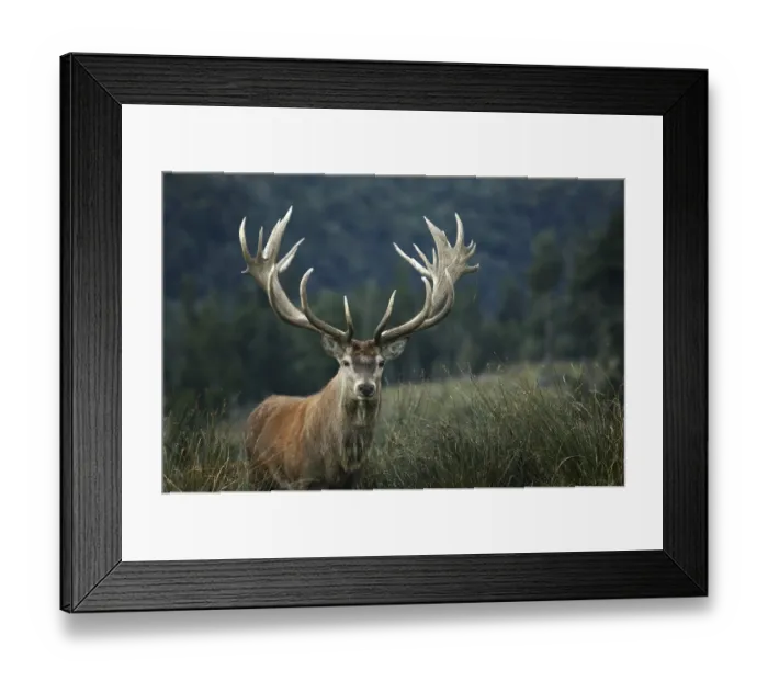 Framed Print : Magnificent 21 point red deer stag rated at 430 SCI