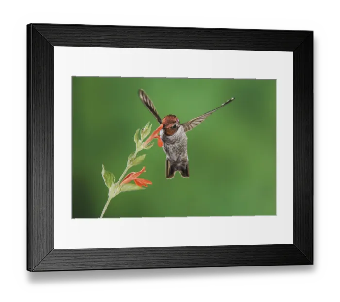 Framed Print : Anna's Hummingbird (Calypte anna)