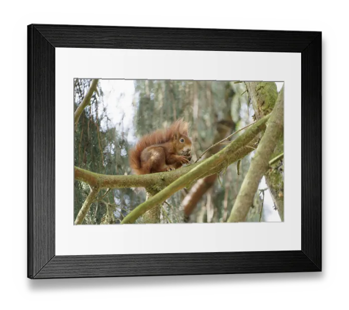 Framed Print : Red squirrel on a tree. Bad Salzschlirf Framed Print : Red squirrel on a tree. Bad Salzschlirf