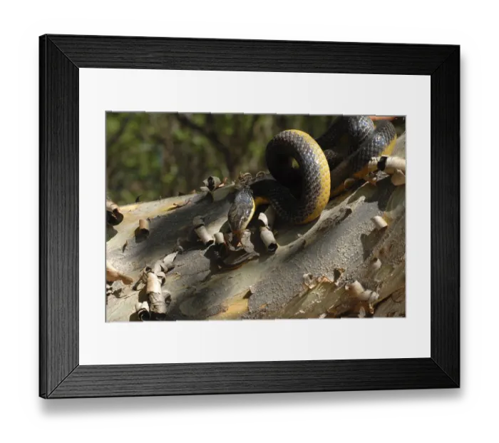 Framed Print : Yellow-bellied liophis (Erythrolamprus poecilogyrus) Framed Print : Yellow-bellied liophis (Erythrolamprus poecilogyrus)