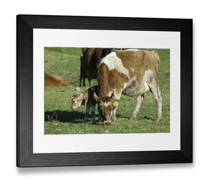 Framed Print : Mother Jersey cow with newborn calf