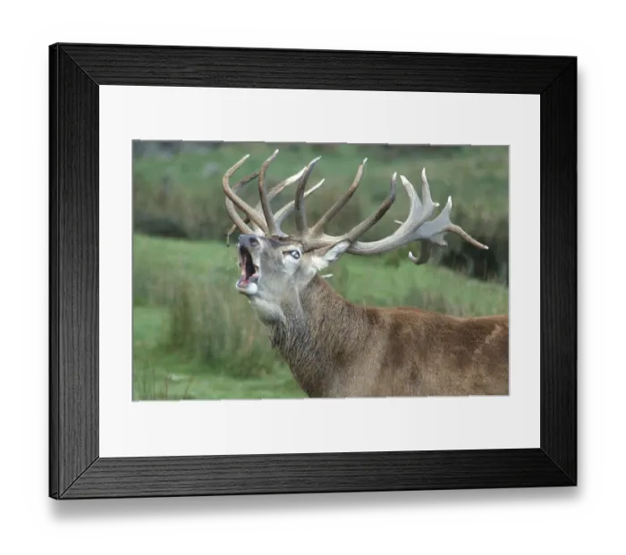 Framed Print : Red deer stag, Cervus elephus, roaring during the rut