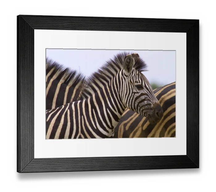 Framed Print : Plains Zebra (Equus quagga), foal