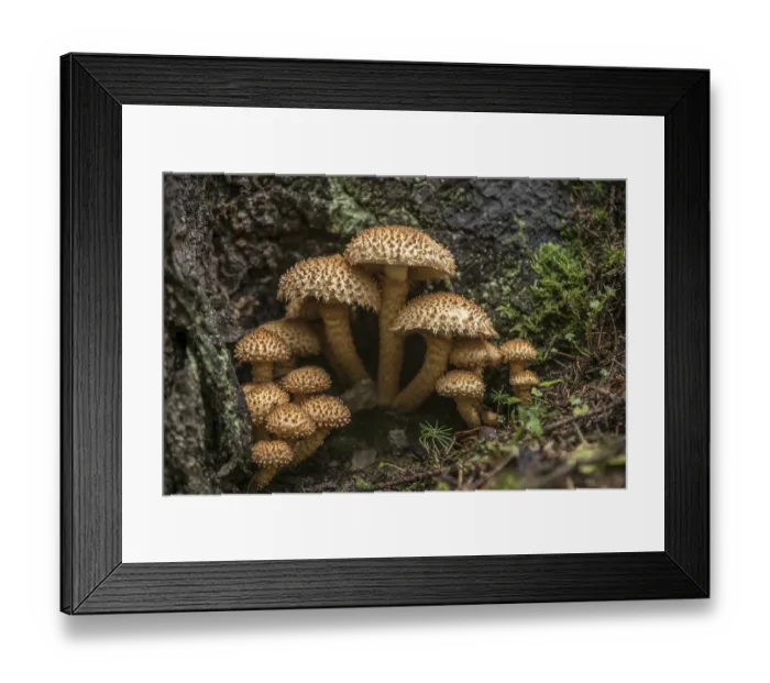 Framed Print : Shaggy scalycap, also shaggy pholiota or scaly pholiota (Pholiota squarrosa) Framed Print : Shaggy scalycap, also shaggy pholiota or scaly pholiota (Pholiota squarrosa)