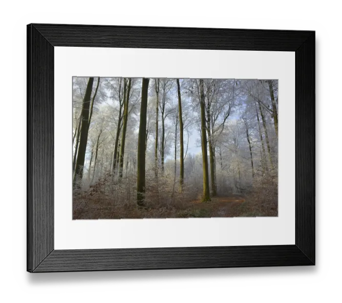 Framed Print : Maulbronn, Hoarfrost in the Forest Framed Print : Maulbronn, Hoarfrost in the Forest