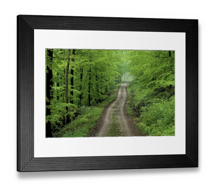 Framed Print : Forest path in spring