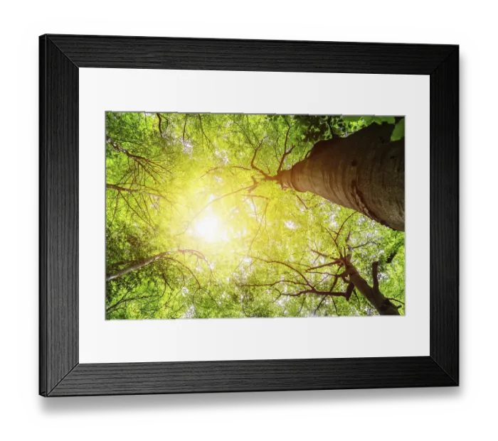 Framed Print : Bottom view of impressive spruce trees in the forest Framed Print : Bottom view of impressive spruce trees in the forest