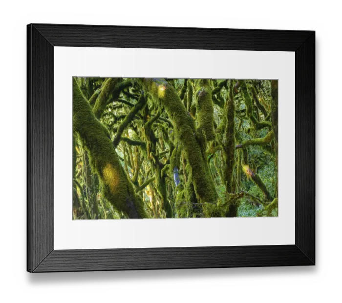 Framed Print : Moss-covered trees in cloud forest Framed Print : Moss-covered trees in cloud forest