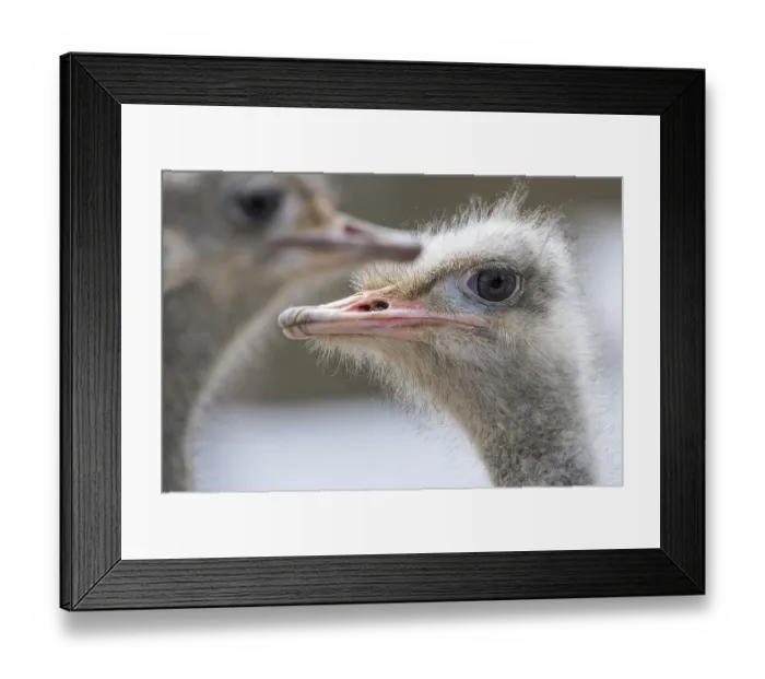 Framed Print : Africa, african, afrikanischer strauss