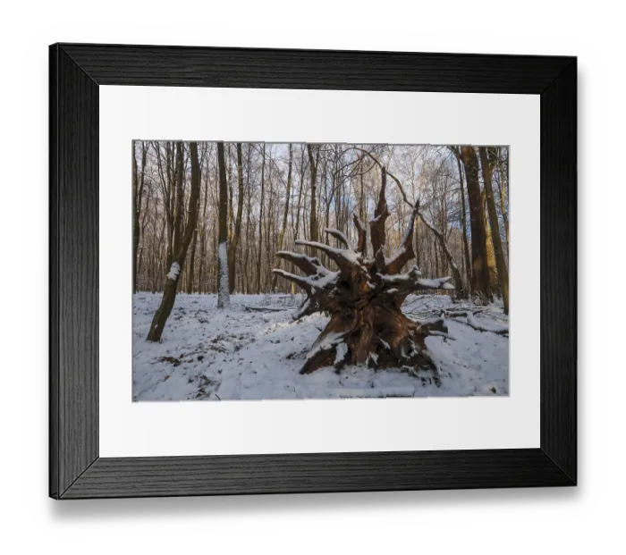 Framed Print : Roots of a fallen tree in a snowy forest