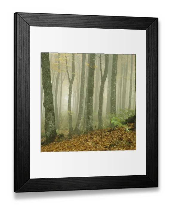 Framed Print : Beech forest, Beech trees (Fagus sylvatica) Framed Print : Beech forest, Beech trees (Fagus sylvatica)