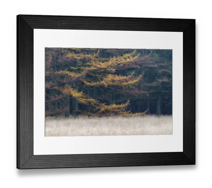 Framed Print : Larch forest in autumn at the edge of a forest meadow
