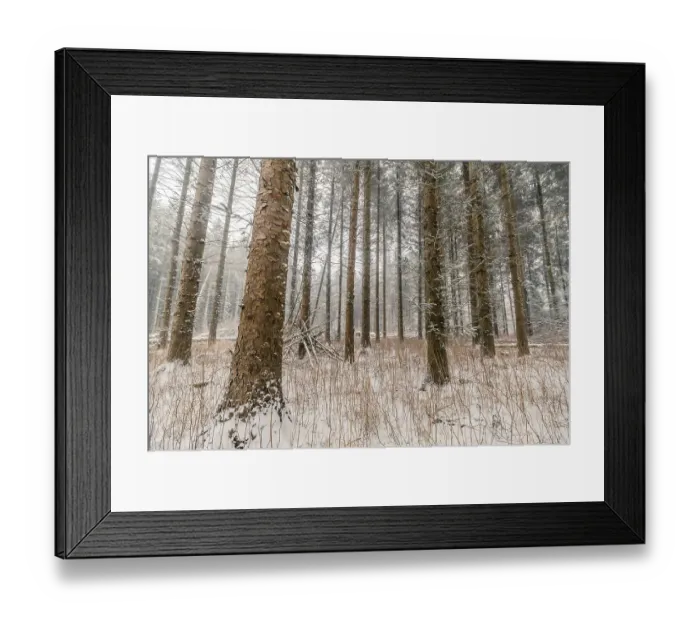 Framed Print : Tall pine trees in a forest at wintertime Framed Print : Tall pine trees in a forest at wintertime
