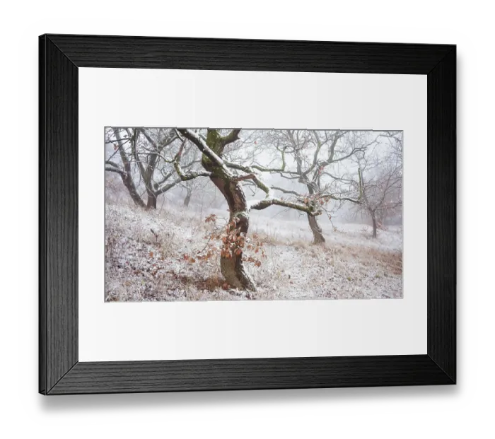 Framed Print : Oak tree forest with snow in winter in Burgenland