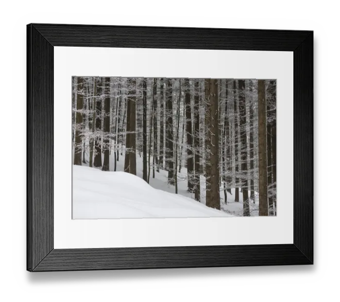 Framed Print : Spruce forest in winter with snow cover