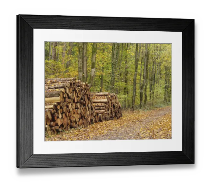 Framed Print : Stacked logs along an autumn path in the forest with golden leaves
