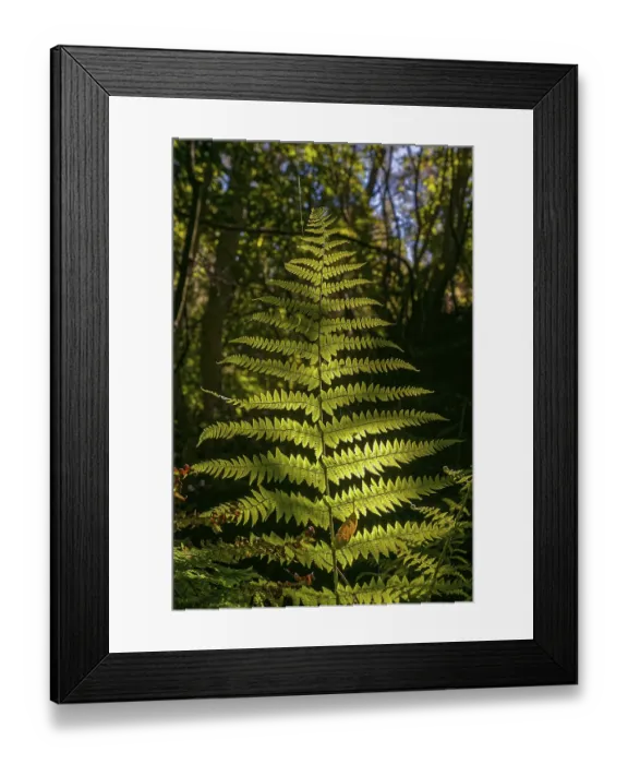 Framed Print : Fern leaf in the light, La Palma Framed Print : Fern leaf in the light, La Palma