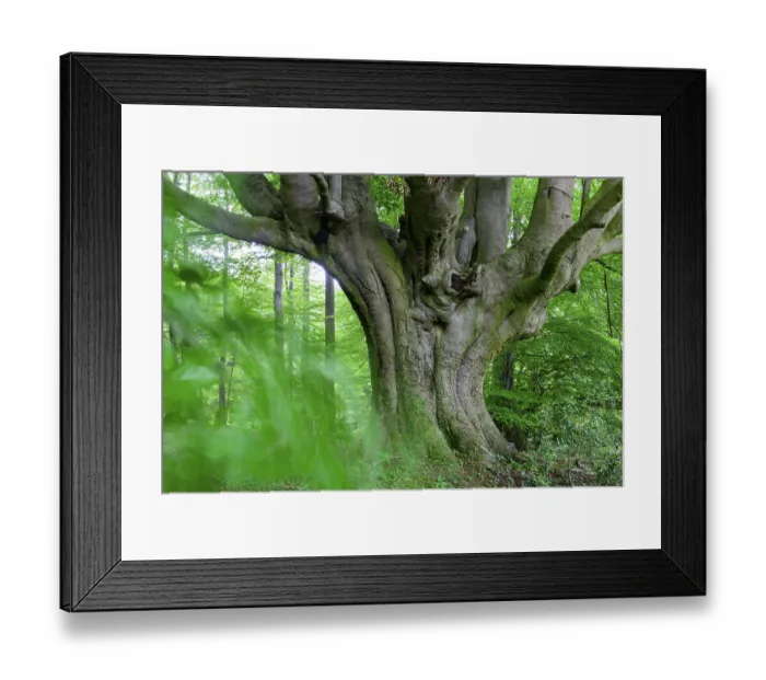 Framed Print : Beech (Fagus sylvatica), Lower Saxony
