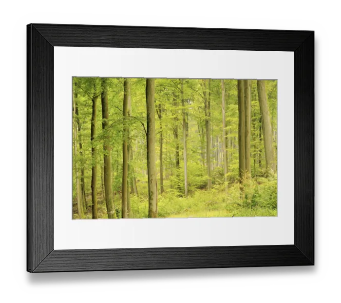 Framed Print : Beech forest in autumn, beech forest in fall 08 Framed Print : Beech forest in autumn, beech forest in fall 08