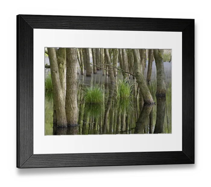 Framed Print : Swamp in the woods of National Park Vorpommersche Boddenlandschaft Germany