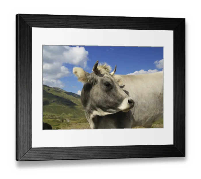 Framed Print : Alpine cow, Alpine cow Framed Print : Alpine cow, Alpine cow