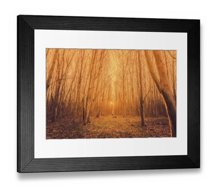 Framed Print : Sunrise in a forest with tall trees without leaves